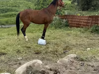 Cavallo, Thoroughbred horse — foto 3