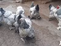 براهما — عکس 2