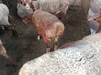 میش, گوسفند — عکس 2