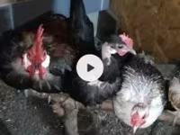 Chickens — عکس 1