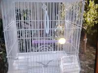 Papuqay ucun qefes satilir 2 ededdi biri 10 azn — foto 2