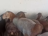 Ovan, Arashan sheep — fotografija 1