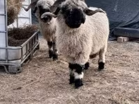 Får, Valais Blacknose sheep — foto 3