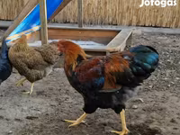 وایندوت — عکس 2
