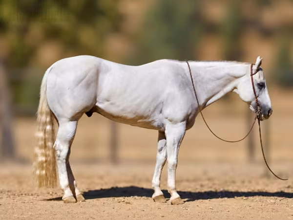 Kuda jantan, Quarter Horse