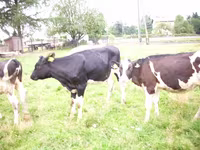 گاو ماده, Simmental cattle — عکس 6