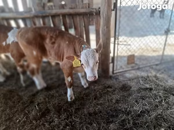 Býk, Simmental cattle