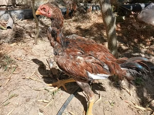 Chickens