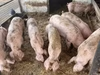 Vier, Porci — foto 4