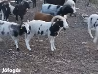 Wad, Jacob's sheep — sawirka 1