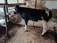 گاو ماده, Russian Black pied cattle — عکس 1