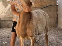 Schaf, Arashan sheep — Foto 3