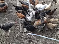 Chickens — foto 1