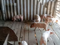 Babi jantan, Pigs — foto 3