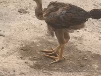 Shamo chickens — foto 1