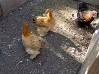 Chickens — photo 2