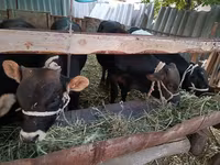 Toro, Swiss cattle — foto 2