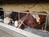 گاو نر, Simmental cattle — عکس 3