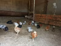 Pekin Bantam — foto 2