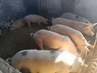 Babi betina — foto 7