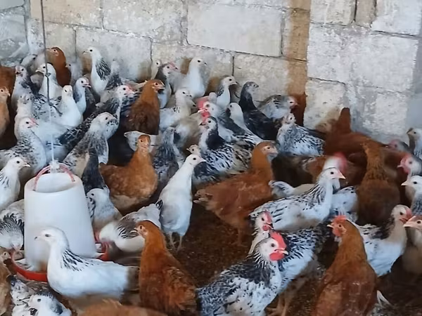 Chickens