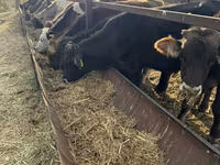 Bik, Swiss cattle — fotografija 5