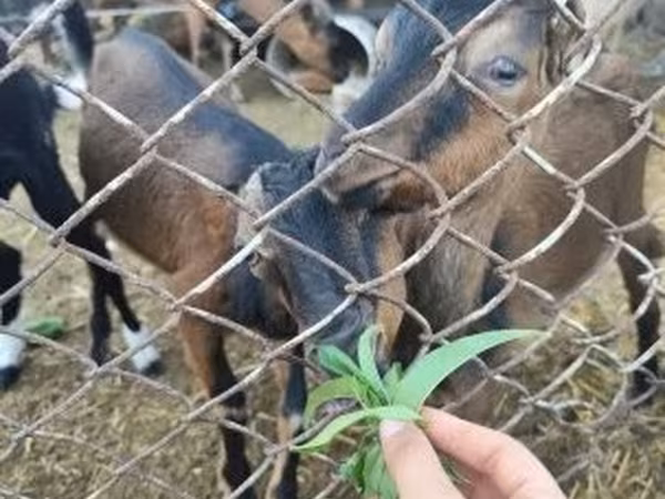 ወንድ ፍየል, Goats