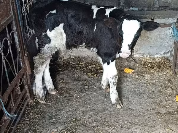 公牛, Russian Black pied cattle