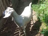 Koza, Nubian Goat — foto 6