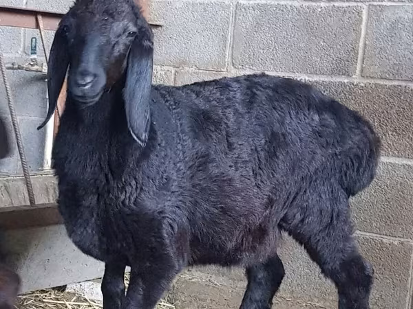 Vædder, Arashan sheep