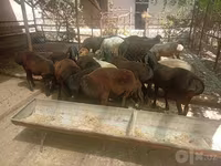 Kambing jantan, Sheep — foto 3