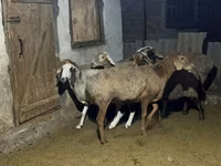Ovce, Arashan sheep — foto 2