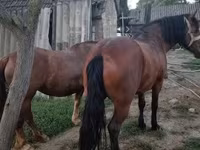 Faras dhaddig, Horses — sawirka 3