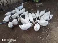 Geese — عکس 3