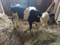 பசு, Russian Black pied cattle — புகைப்படம் 1
