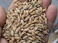 Кукуруза 🌽 курук таза. буудай таза курук адрес кара балта толка — عکس 5