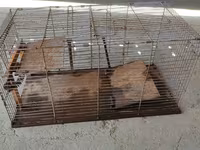 Две металлические ловушки для отлова животных (2 шт.) Описание: - Две — foto 5