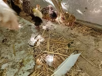 Turkeys — foto 1