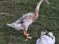 Ducks — عکس 3