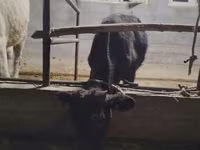 황소, 소 — 사진 3