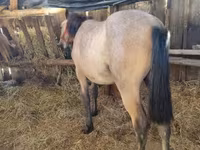 Cavallo, Cavalli — foto 3