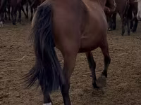 Kobila, Kazakh horse — fotografija 3