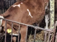 Bulle, Simmental cattle — Foto 3