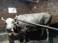 Mucca, Razza Alataus — foto 2