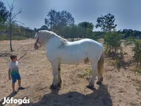 Cal, Percheron — foto 3