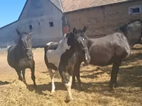 Kůň, Nonius horse — foto 1