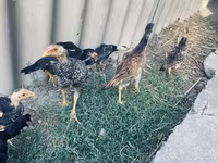 Chickens — عکس 6