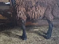 Beran, Hissar sheep — foto 3