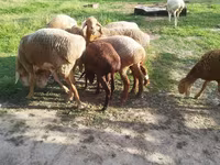 Domba betina, Sheep — foto 7