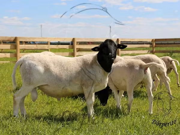 Ram, Dorper sheep